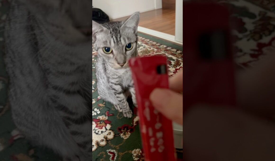 餌の時だけお座りするニャンズ😻😻#癒し動画 #cat #ベンガル #bengalcat #ocicat #お座り #餌やり