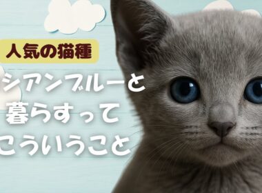 【保存版】ロシアンブルーの説明書｜ツンデレな貴族のすべて。