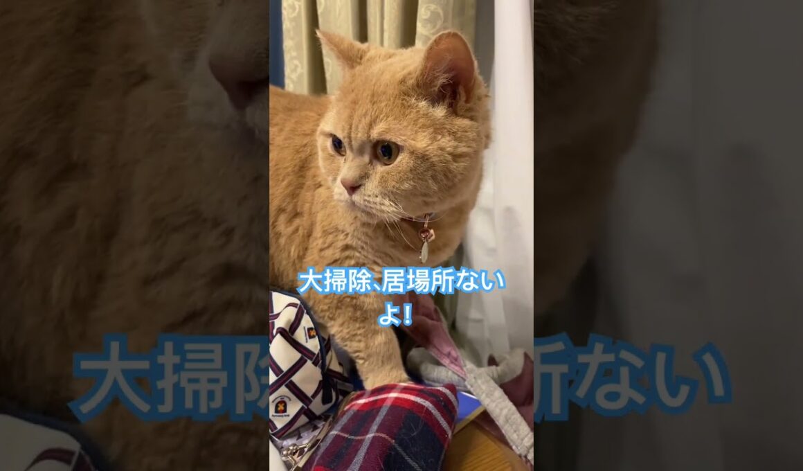 どこにも　#セルカークレックス #ねこ動画 #shorts