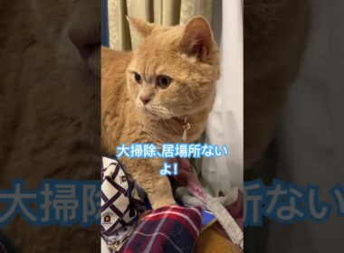 どこにも　#セルカークレックス #ねこ動画 #shorts