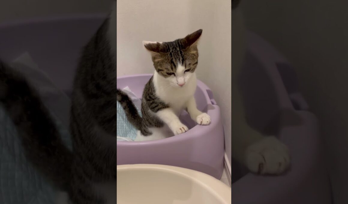 立ってトイレする子猫 #子ネコ #子猫の成長記録 #子猫の成長動画