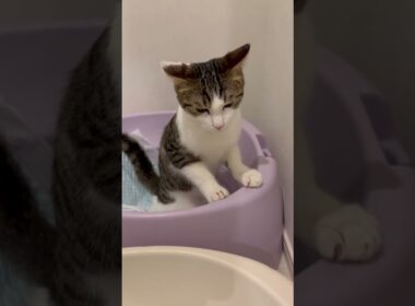 立ってトイレする子猫 #子ネコ #子猫の成長記録 #子猫の成長動画