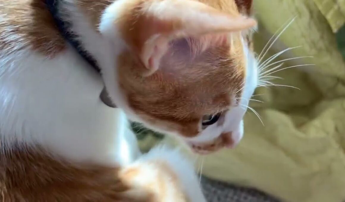 【保護猫】こたつを気に入っている子猫の信くん🐱＋ベッドの上の猫だまり