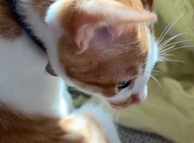 【保護猫】こたつを気に入っている子猫の信くん🐱+ベッドの上の猫だまり