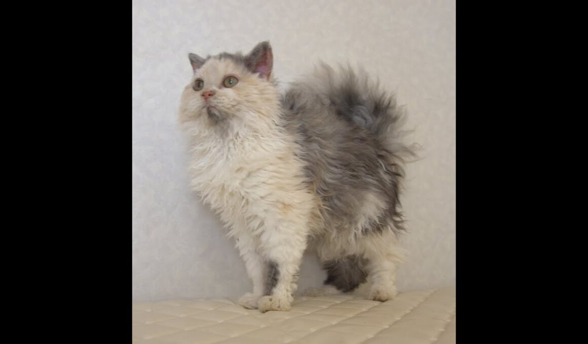 セルカークレックス子猫　Selkirk Rex　2025.4.12産まれ　ダイリュートキャリコ　巻き毛　女の子　シーダキャット猫のお店