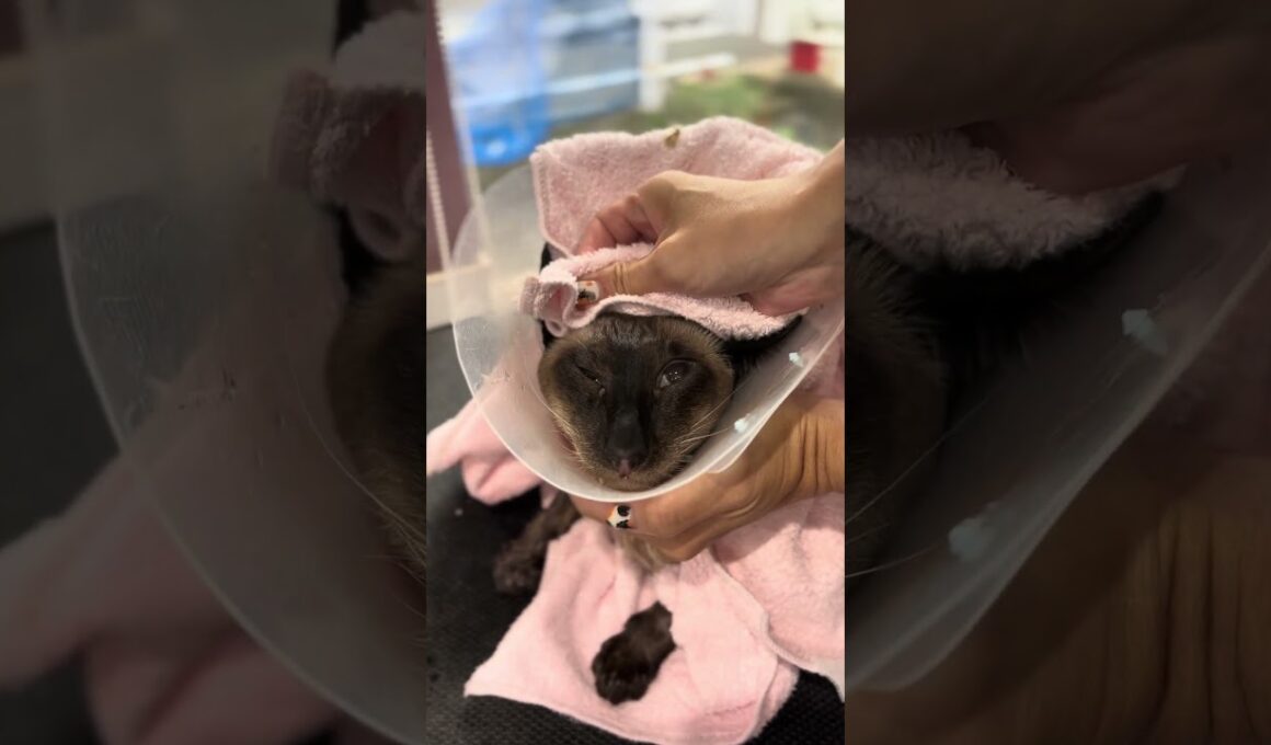 シャムのアポロくんが来てくれました　京都市南区　ペットサロンみぃ〜