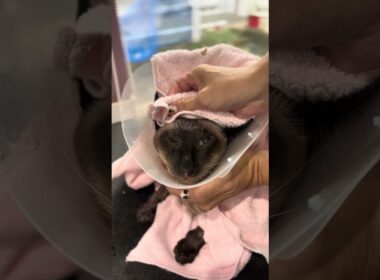 シャムのアポロくんが来てくれました 京都市南区 ペットサロンみぃ〜