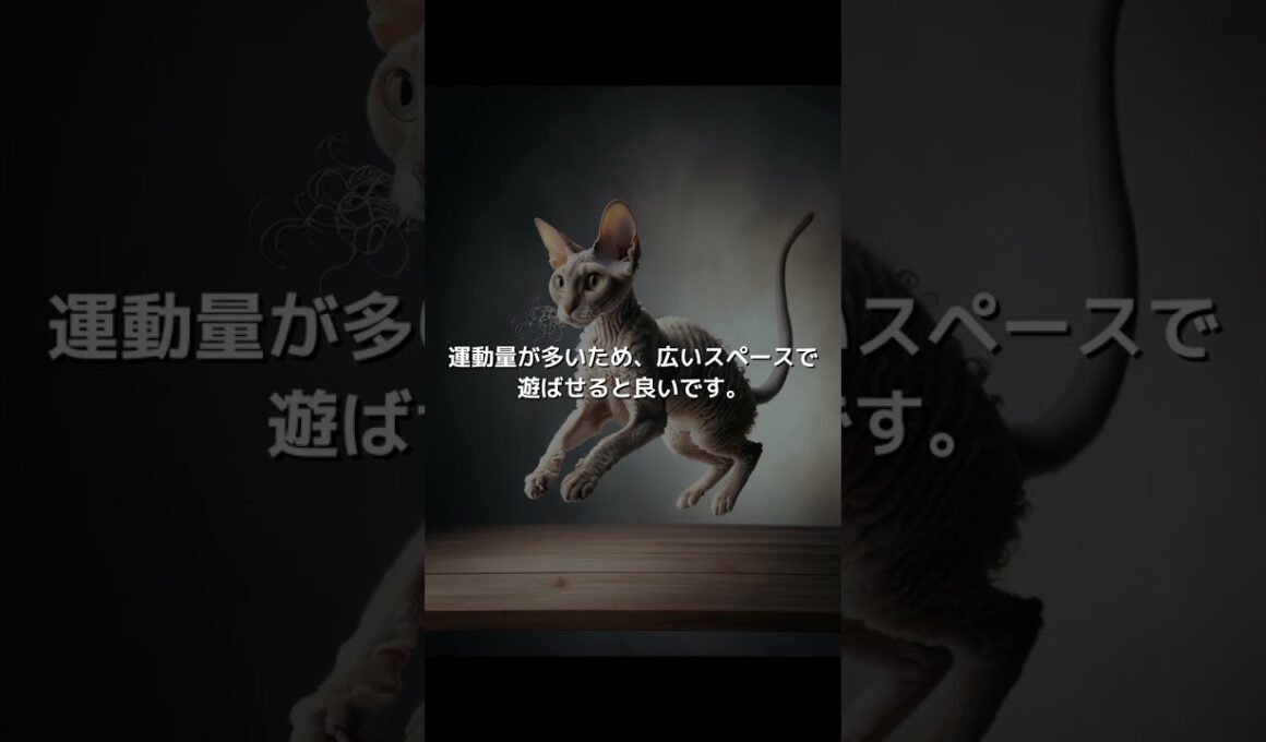 【ねこ図鑑】コーニッシュレックス | #shorts