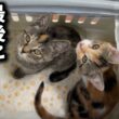 譲渡直前の子猫を最後にあの場所へ連れ出しました