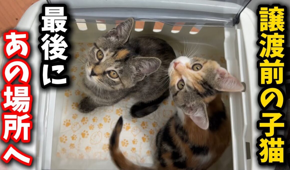 譲渡直前の子猫を最後にあの場所へ連れ出しました
