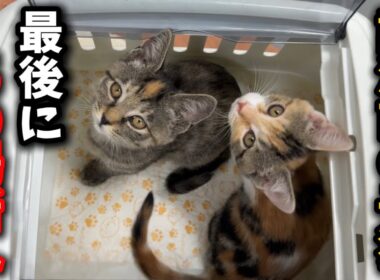 譲渡直前の子猫を最後にあの場所へ連れ出しました