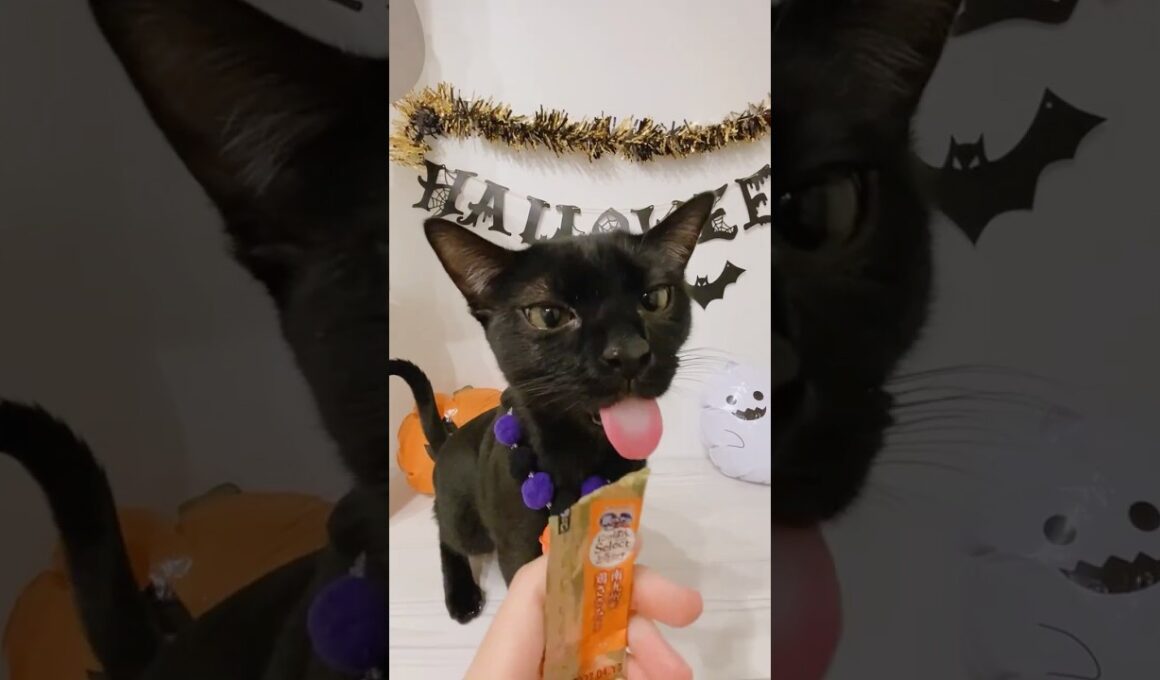 ハロウィンの黒猫ボンベイ　#子猫 #cat #bombay #ねこ #ねこ動画 #ねこのいる生活 #ねこのいる暮らし #癒やし  #かわいい #コスプレ #ハロウィン #halloween