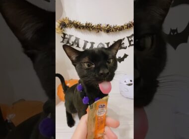 ハロウィンの黒猫ボンベイ　#子猫 #cat #bombay #ねこ #ねこ動画 #ねこのいる生活 #ねこのいる暮らし #癒やし  #かわいい #コスプレ #ハロウィン #halloween