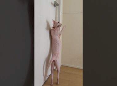 部屋に入りたいと鳴きまくる猫アレクサンドラ【スフィンクス】