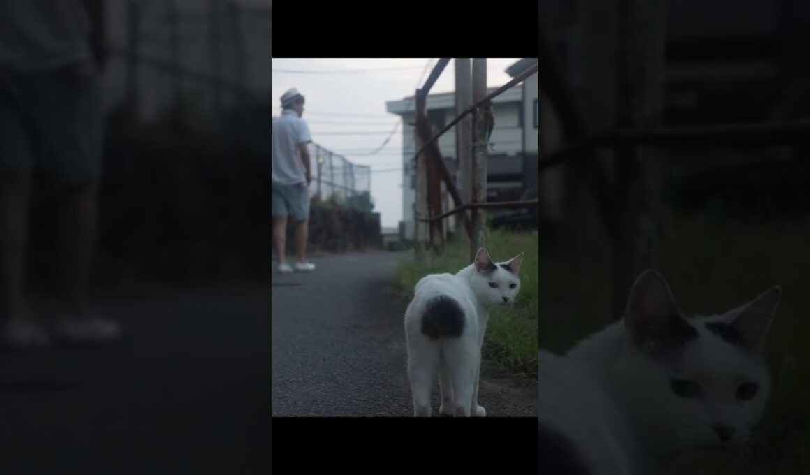 ちっぽをフリフリ！いつもの早朝のお散歩！日の出前は涼しいニャンよ！#ジャパニーズボブテイル #熱海 #猫のいる暮らし #散歩 #保護猫 #地域猫