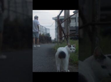 ちっぽをフリフリ！いつもの早朝のお散歩！日の出前は涼しいニャンよ！#ジャパニーズボブテイル #熱海 #猫のいる暮らし #散歩 #保護猫 #地域猫