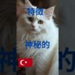 ターキッシュアンゴラ#ターキッシュアンゴラ#TurkishAngora#猫の紹介