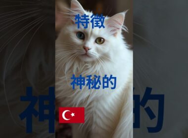 ターキッシュアンゴラ#ターキッシュアンゴラ#TurkishAngora#猫の紹介