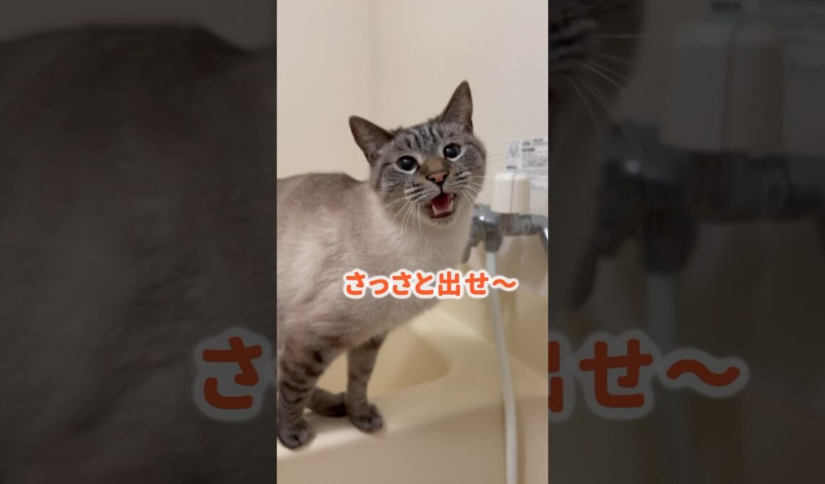 いつも風呂場でブチギレる猫。今日はおねだりしてきた