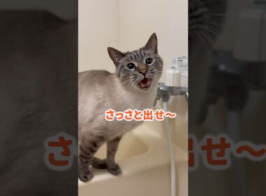 いつも風呂場でブチギレる猫。今日はおねだりしてきた