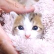 おふとんからちょっこり顔を出す子猫がぬいぐるみみたいでカワイイ【赤ちゃん猫 保護猫】