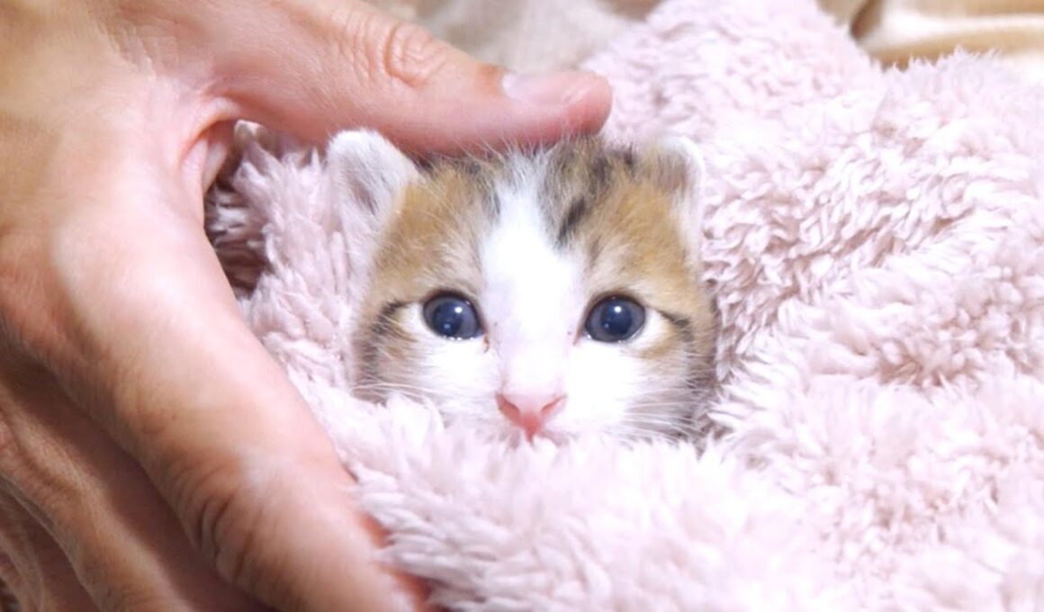 おふとんからちょっこり顔を出す子猫がぬいぐるみみたいでカワイイ【赤ちゃん猫 保護猫】