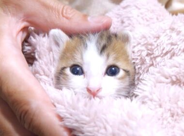 おふとんからちょっこり顔を出す子猫がぬいぐるみみたいでカワイイ【赤ちゃん猫 保護猫】