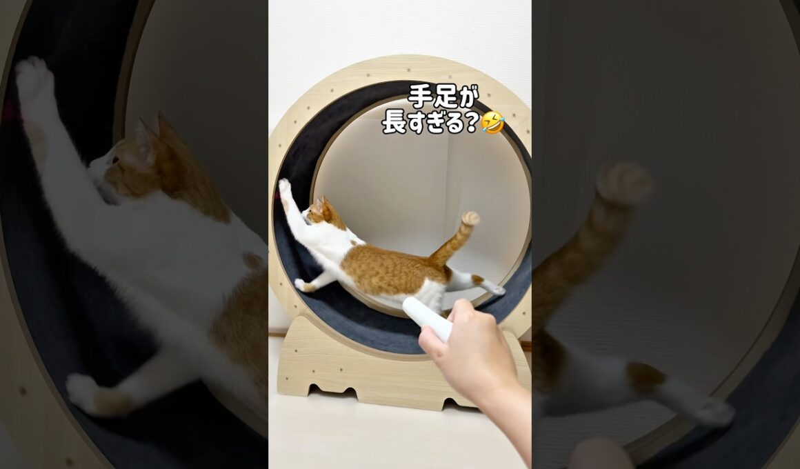 はじめてキャットホイール使ったけどなんか違う気がする猫#shorts