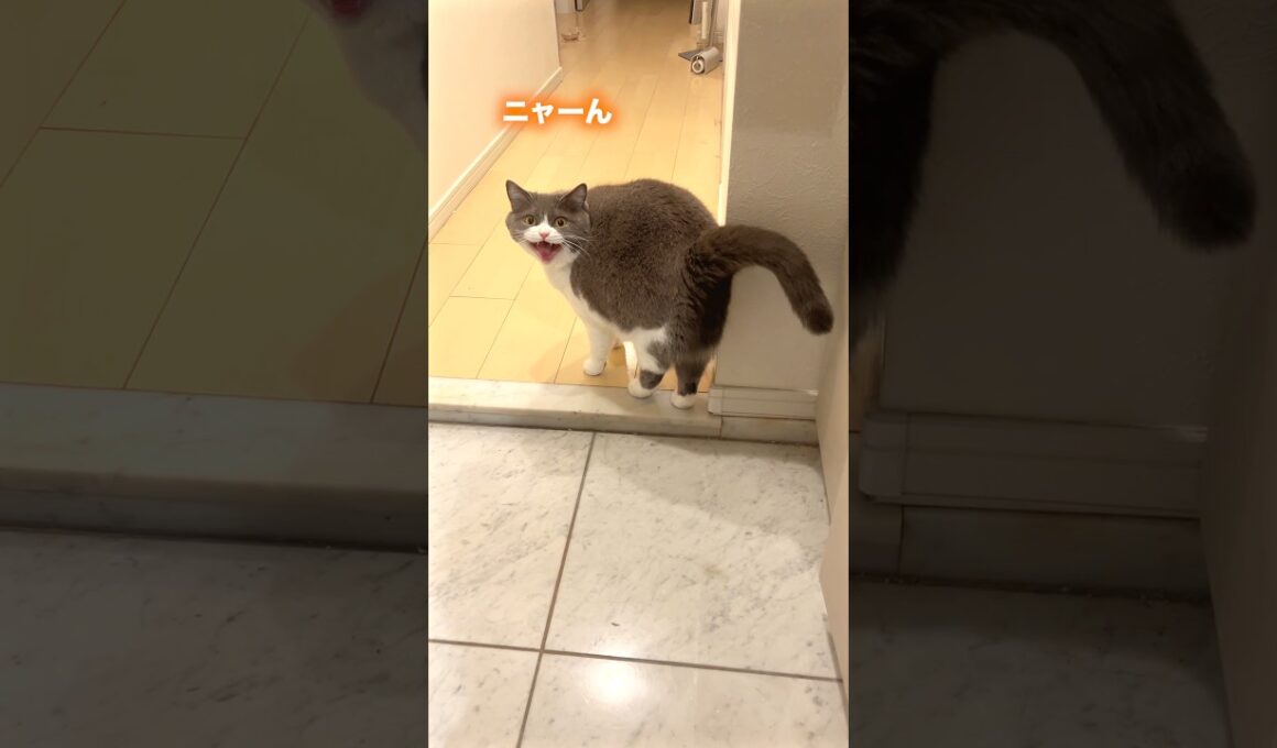 ぬし🙋‍♀️=めし🍚　#猫のいる暮らし #猫のいる生活 #お出迎え猫 #ブリティッシュショートヘア