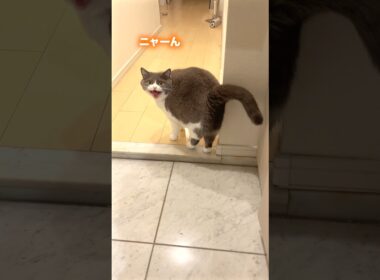 ぬし🙋‍♀️=めし🍚　#猫のいる暮らし #猫のいる生活 #お出迎え猫 #ブリティッシュショートヘア