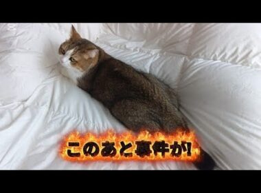 世界平和を願う猫さんと布団を早く洗いたい飼い主