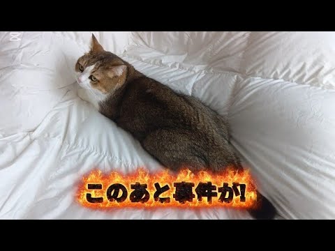世界平和を願う猫さんと布団を早く洗いたい飼い主