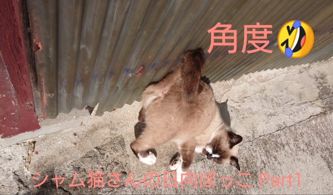 シャム猫さんの日向ぼっこ動画Part1。25.10 28
