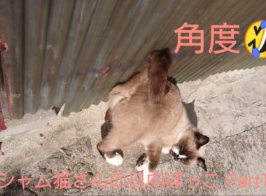 シャム猫さんの日向ぼっこ動画Part1。25.10 28