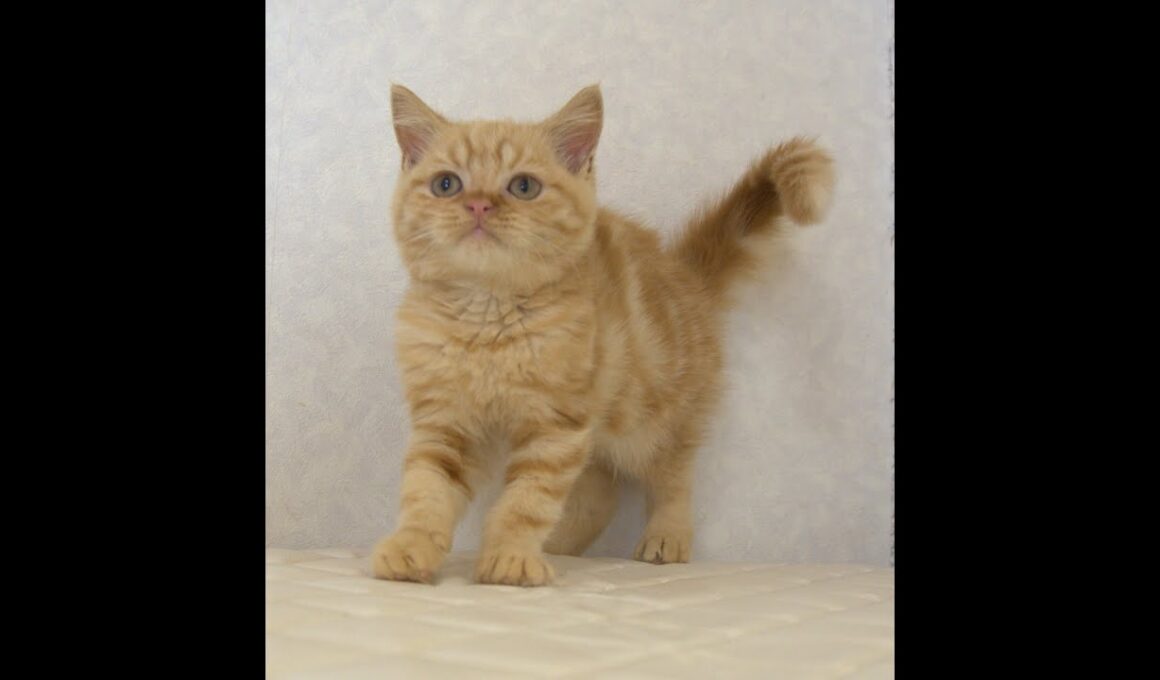 ブリティッシュショートヘアー子猫　British Shorthair　2025.7.21産まれ　レッドタビー　男の子　シーダキャット猫のお店