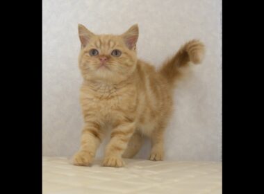 ブリティッシュショートヘアー子猫　British Shorthair　2025.7.21産まれ　レッドタビー　男の子　シーダキャット猫のお店