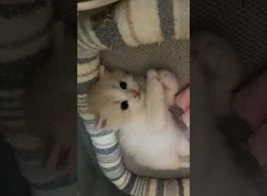 スコティッシュフォールド ハチワレの優し毛色の男の子☆　クリームホワイト（ロング）