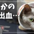 後ろ足の爪が取れてしまったイカスミさん【ロシアンブルー】猫