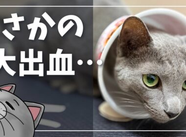 後ろ足の爪が取れてしまったイカスミさん【ロシアンブルー】猫