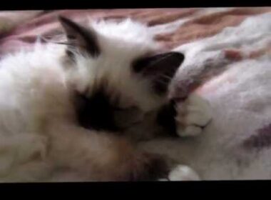 Little Birman kitten