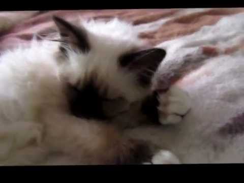 Little Birman kitten