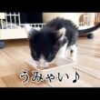 驚異的な回復力を見せる子猫