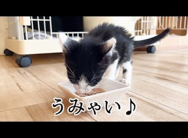 驚異的な回復力を見せる子猫