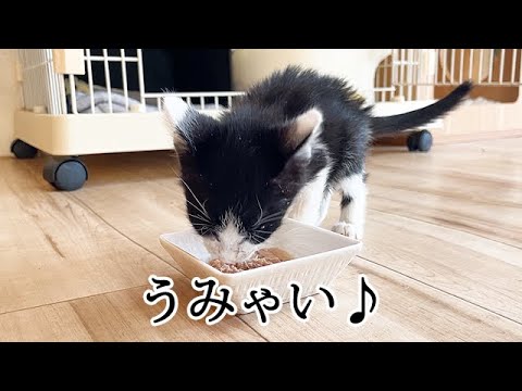 驚異的な回復力を見せる子猫