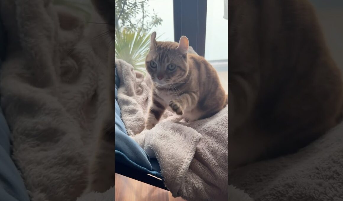 フミフミ  眠い猫ルイちゃん #cat #アメリカンカール #cute #American curl