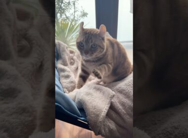 フミフミ  眠い猫ルイちゃん #cat #アメリカンカール #cute #American curl