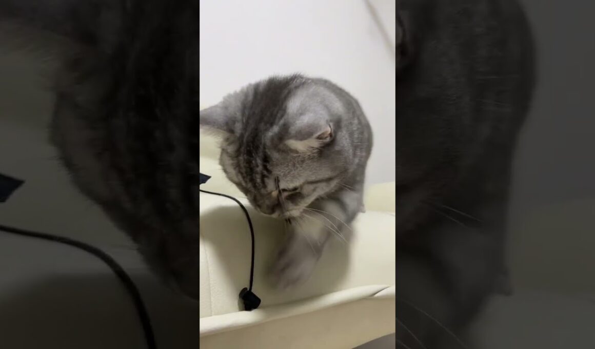 猫にウィンドブレーカーの紐を壊された😸 #shorts #マンチカン #猫 #cat #kitty #kiminotoriko