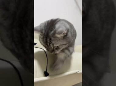 猫にウィンドブレーカーの紐を壊された😸 #shorts #マンチカン #猫 #cat #kitty #kiminotoriko