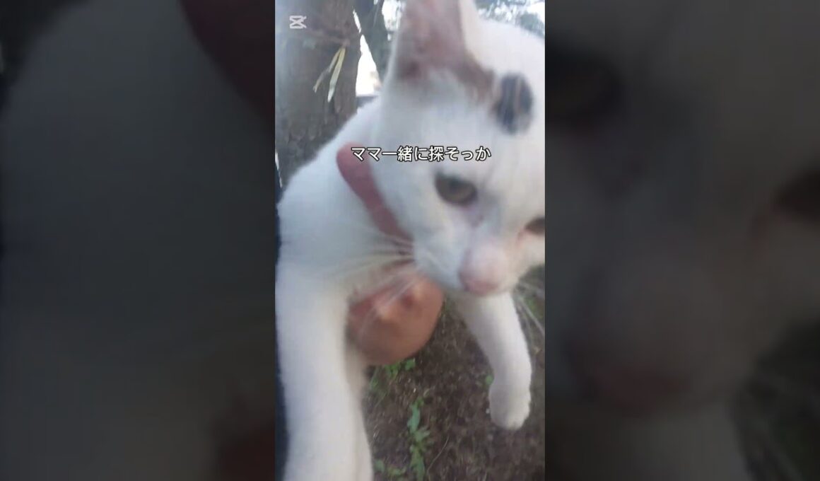 【迷い猫】人懐っこい子猫。帰れなくなっちゃったのかな‥💦