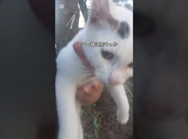 【迷い猫】人懐っこい子猫。帰れなくなっちゃったのかな‥💦